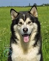 Alaskan Malamute